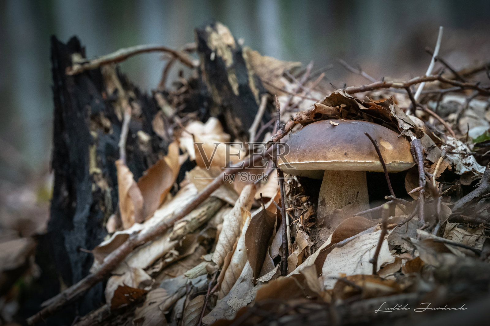秋季森林环境中生长的单个蘑菇照片摄影图片