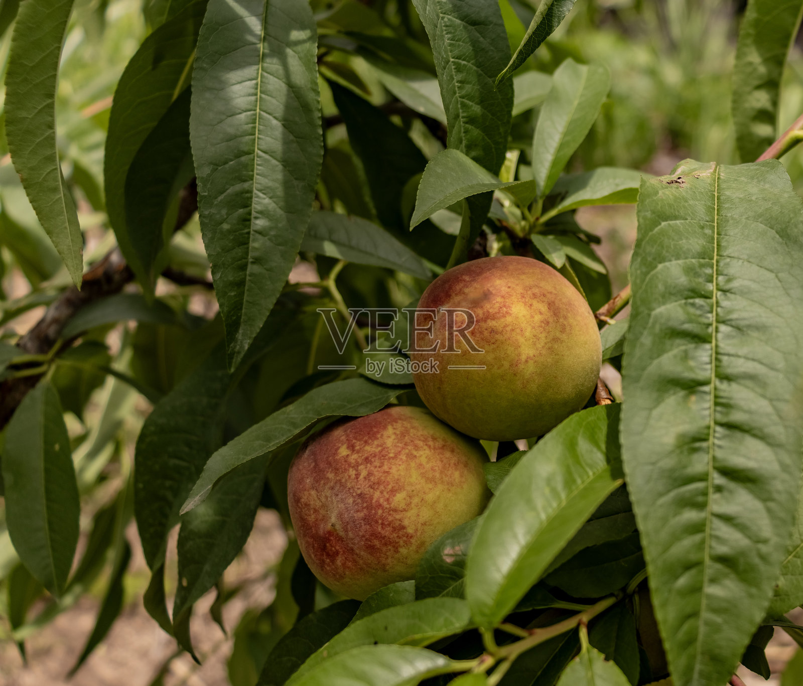 桃子，桃树，桃树的果实照片摄影图片