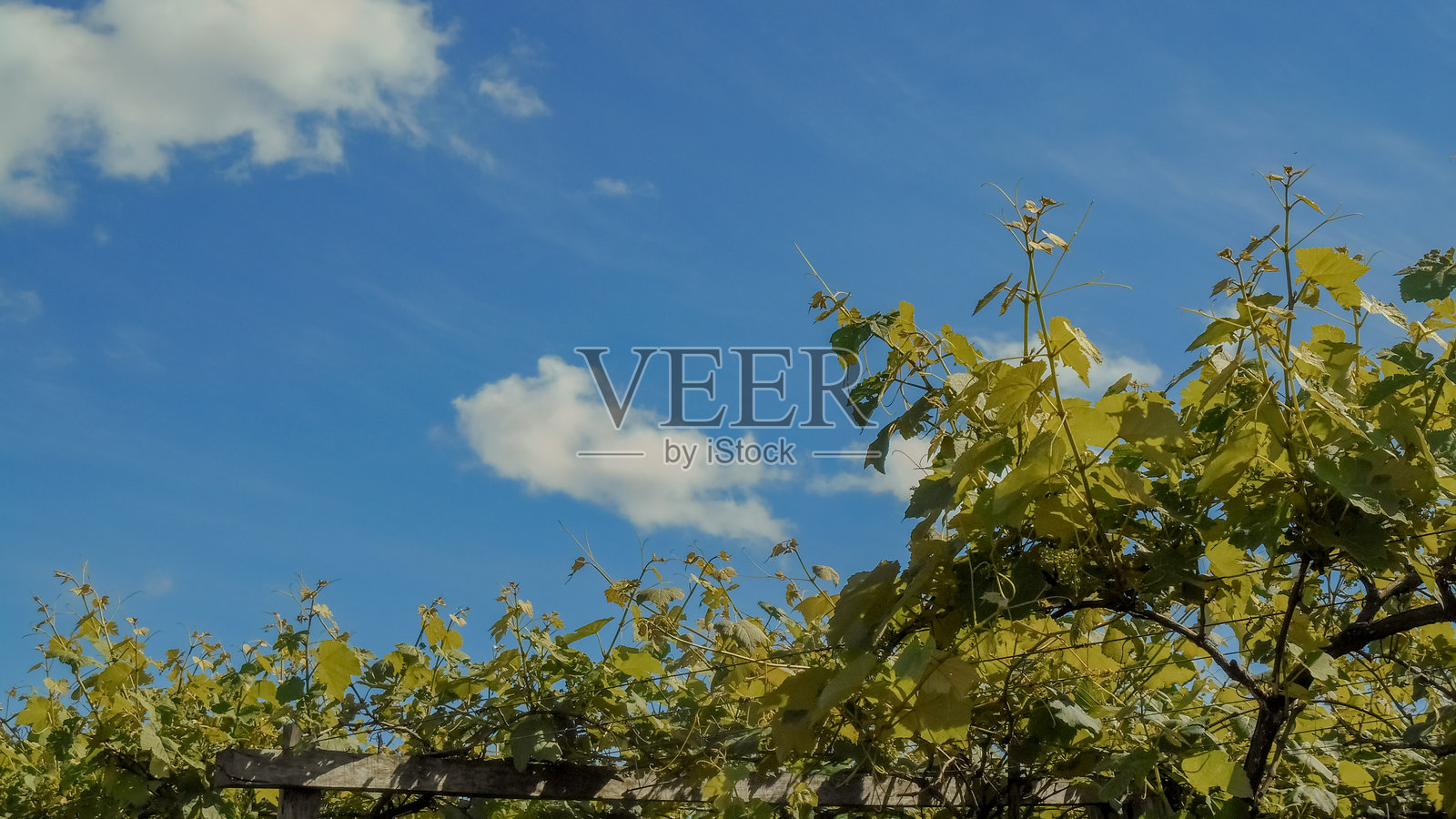 葡萄，葡萄种植园，葡萄藤，幼藤，芽，藤，欧洲葡萄（Vitis vinifera）和美洲葡萄（Vitis labrusca）照片摄影图片