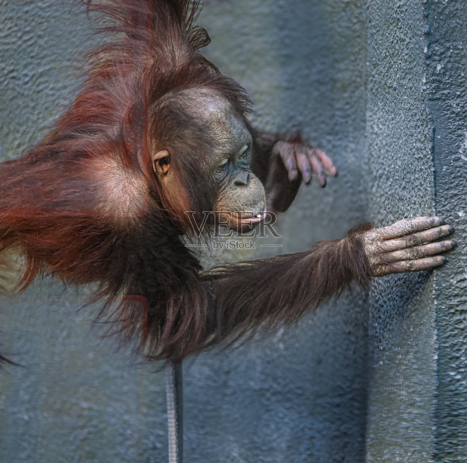 猩猩在玩耍照片摄影图片