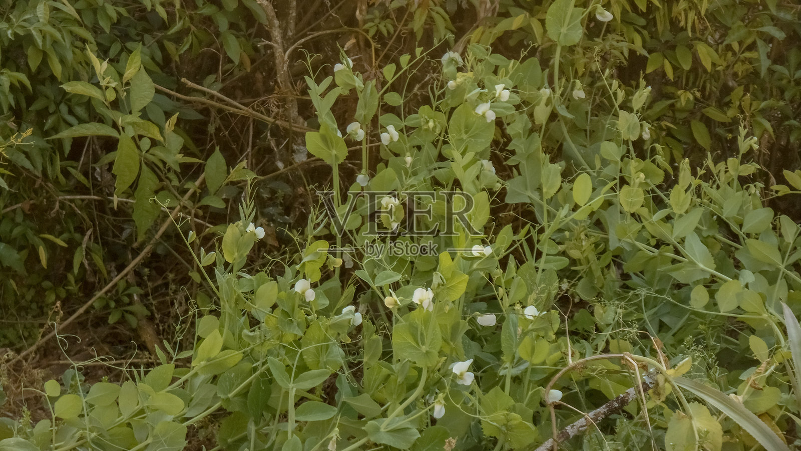 豌豆花照片摄影图片
