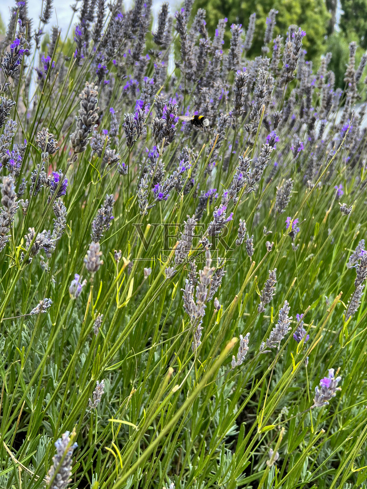 薰衣草照片摄影图片