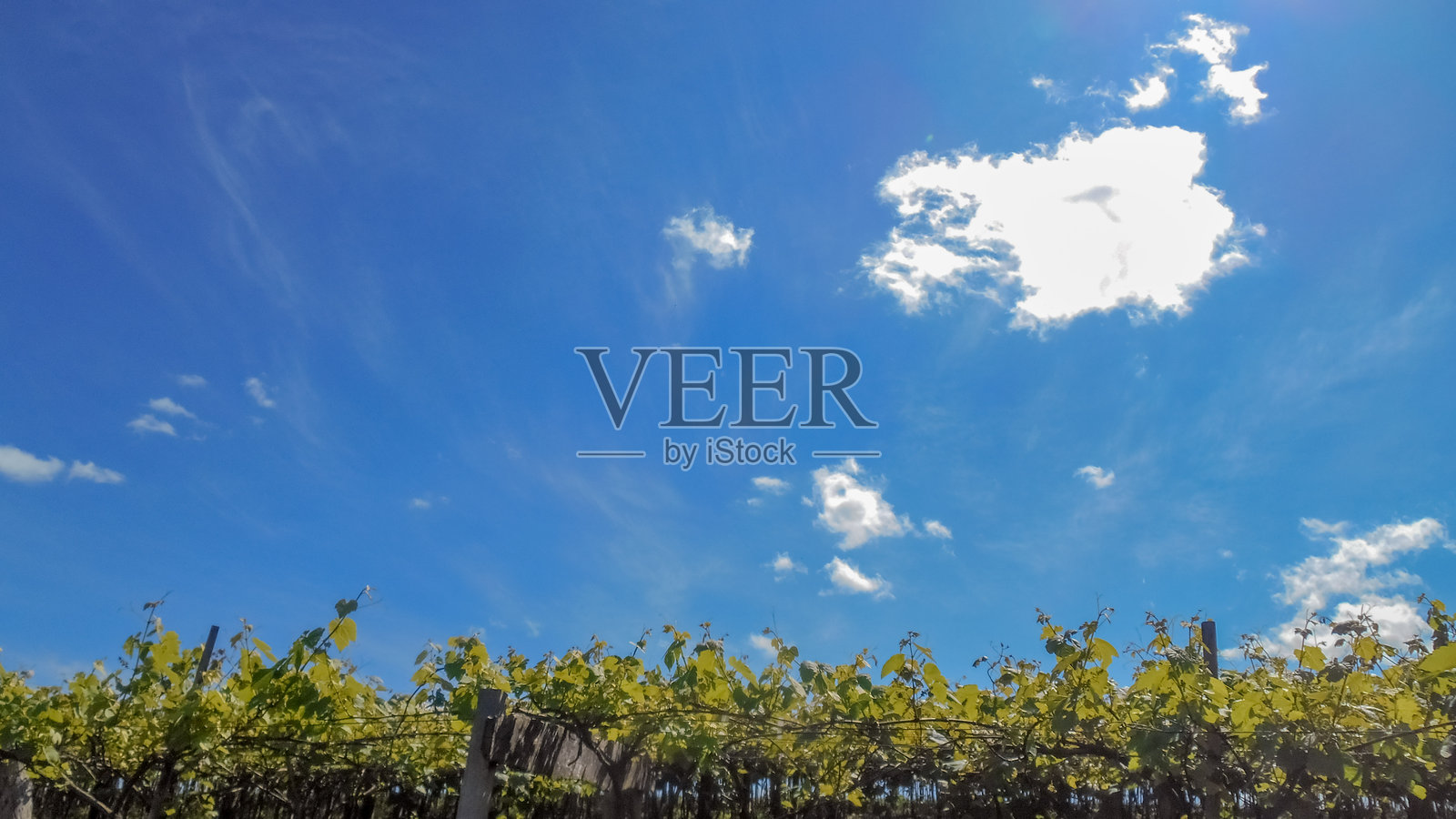 葡萄，葡萄种植园，葡萄藤，幼藤，芽，藤，欧洲葡萄（Vitis vinifera）和美洲葡萄（Vitis labrusca）照片摄影图片