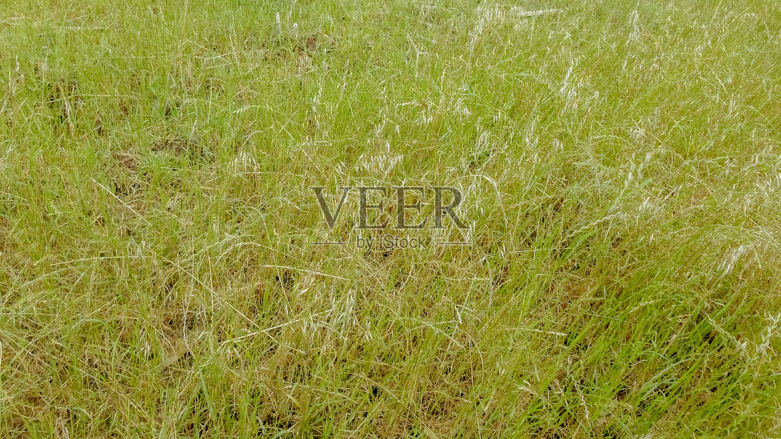 牛生产中的干草种植牧场照片摄影图片