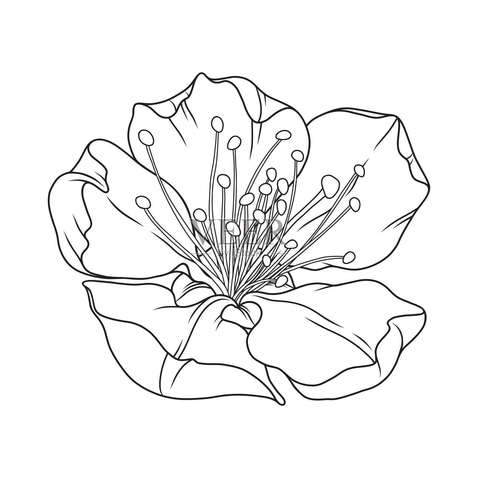 美丽的杏花，优雅的细线，轮廓插画图片素材