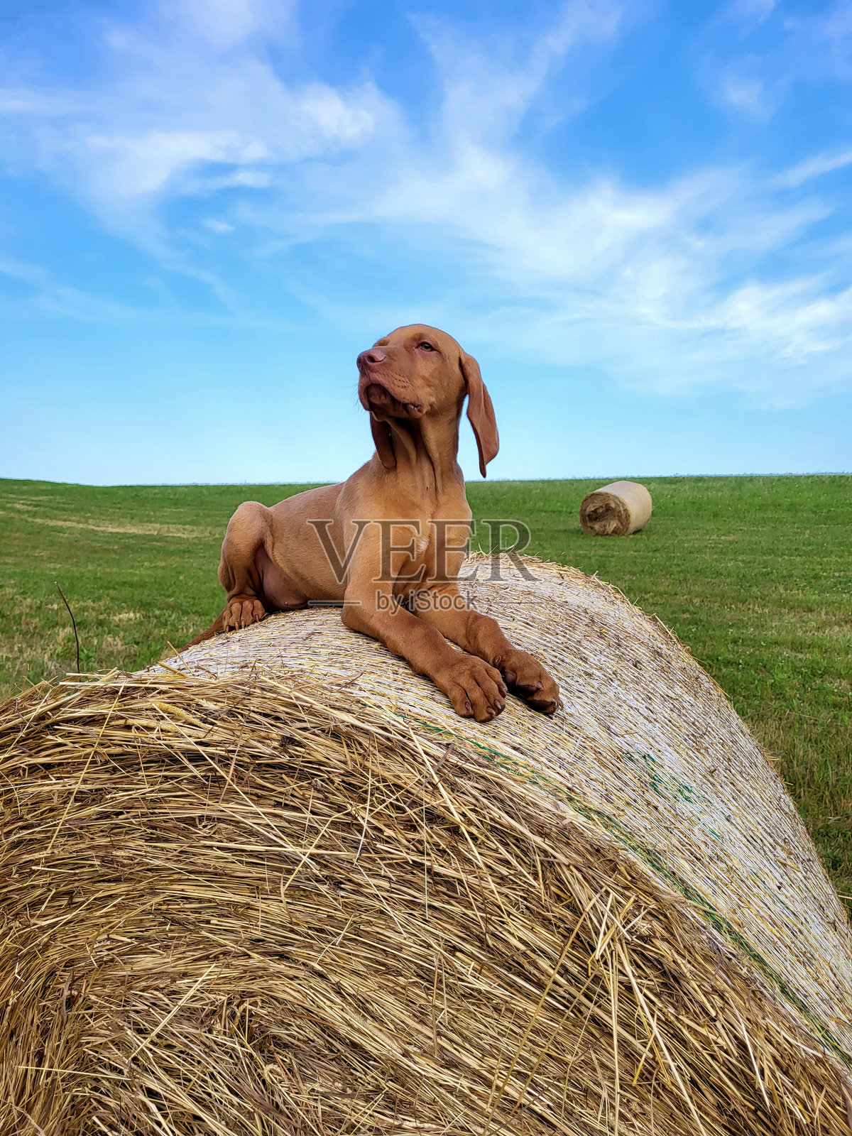 匈牙利猎犬的小狗躺在一堆稻草上照片摄影图片
