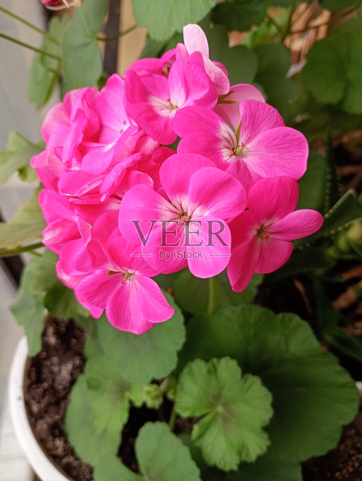 花照片摄影图片