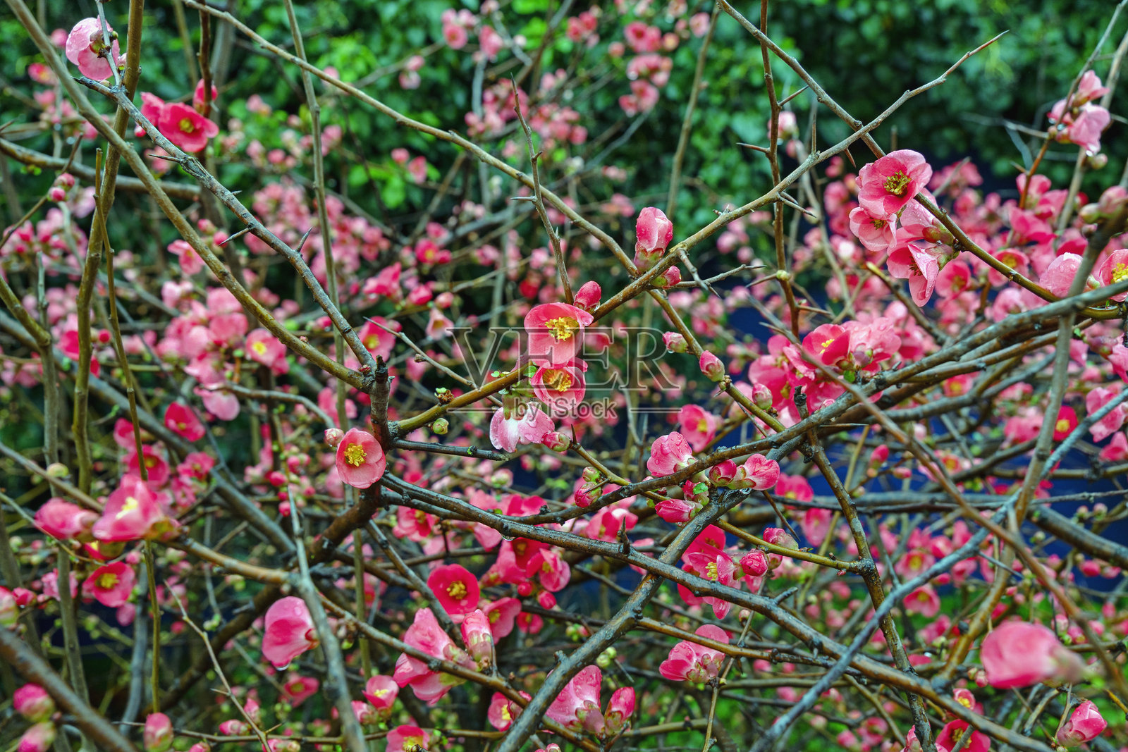 春天。带有红色花朵的日本榼（Chaenomeles japonica）刺状灌木。小景深。照片摄影图片