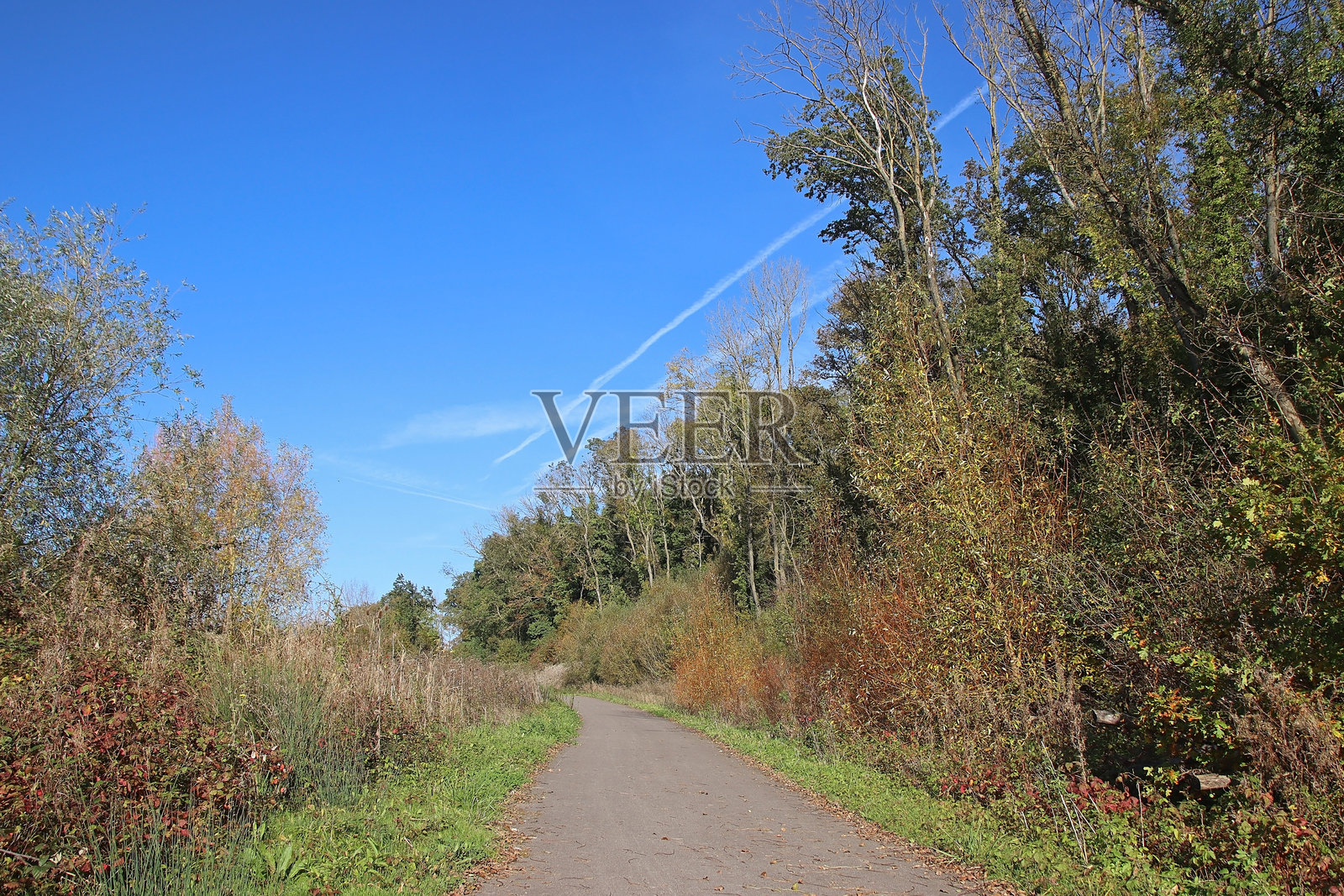 自行车道穿越森林。照片摄影图片