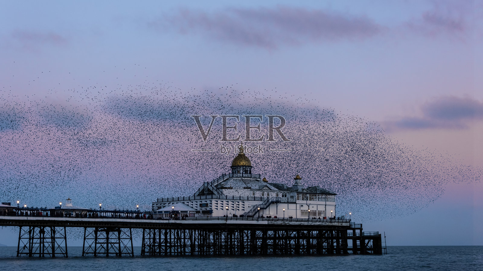 惊艳的图像，展示了冬季日落时分，星鸦在维多利亚码头上空飞翔的聚集现象，背景是柔和的色彩。照片摄影图片