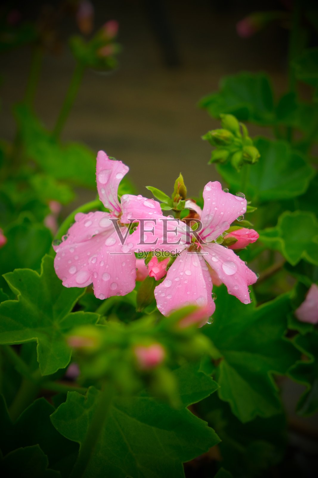 带有雨滴的粉色花朵照片摄影图片