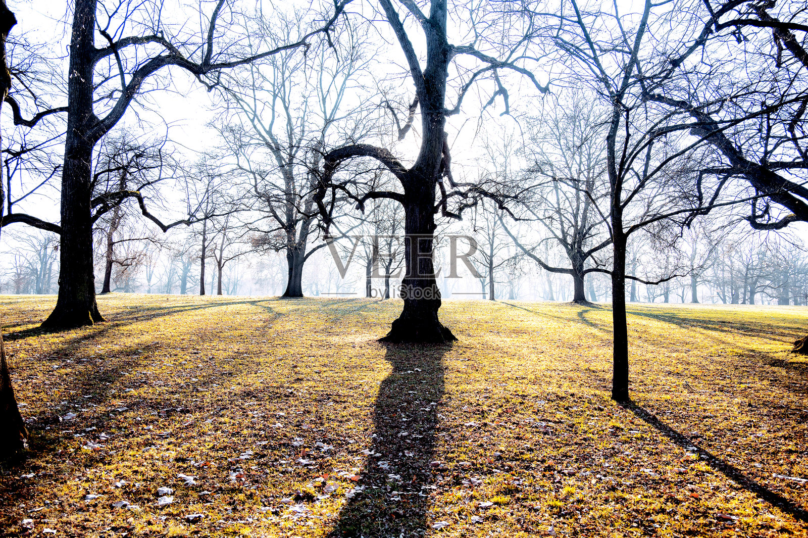 公园里光秃树木的剪影照片摄影图片