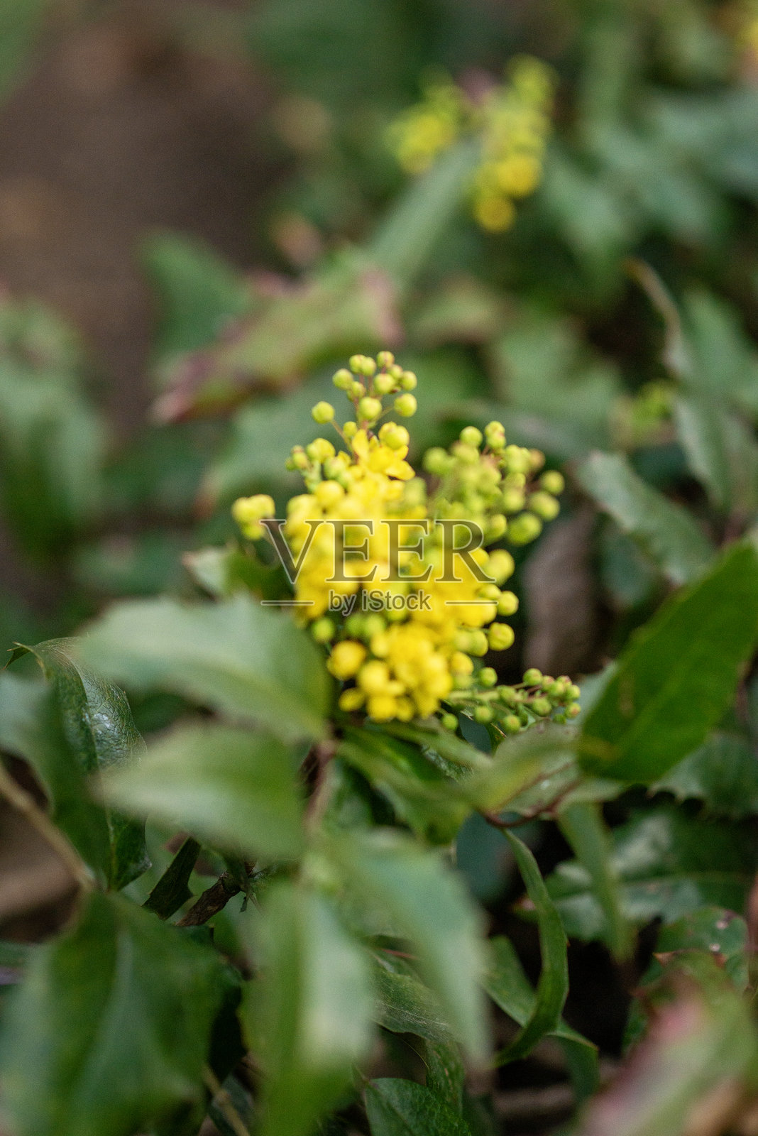 花朵的特写镜头照片摄影图片