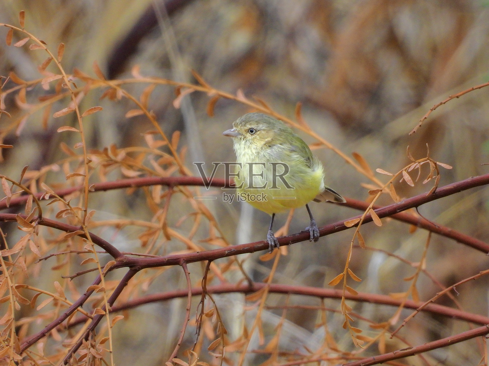 巴马，维多利亚州，澳大利亚北部乡村照片摄影图片