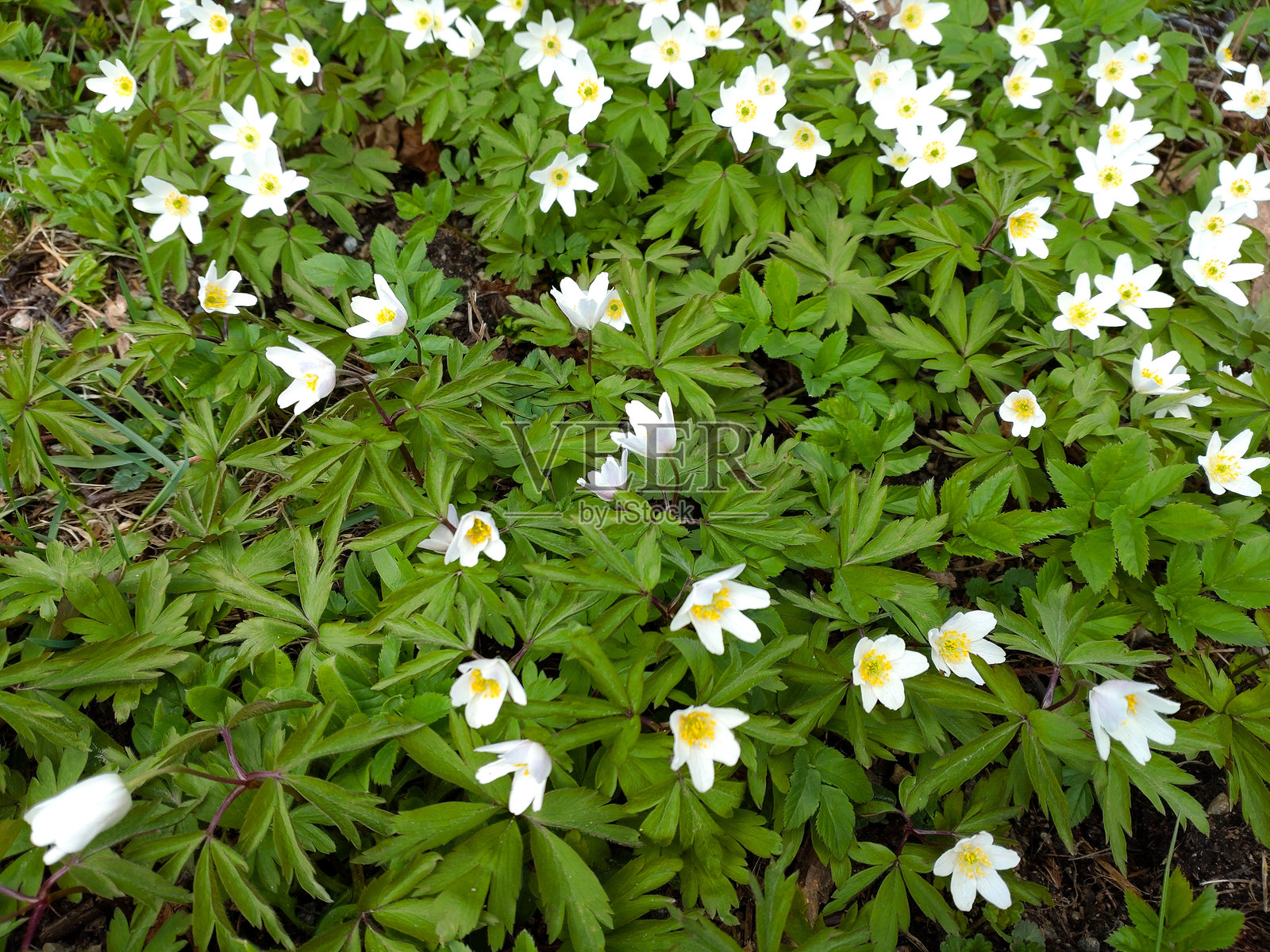 木兰花照片摄影图片