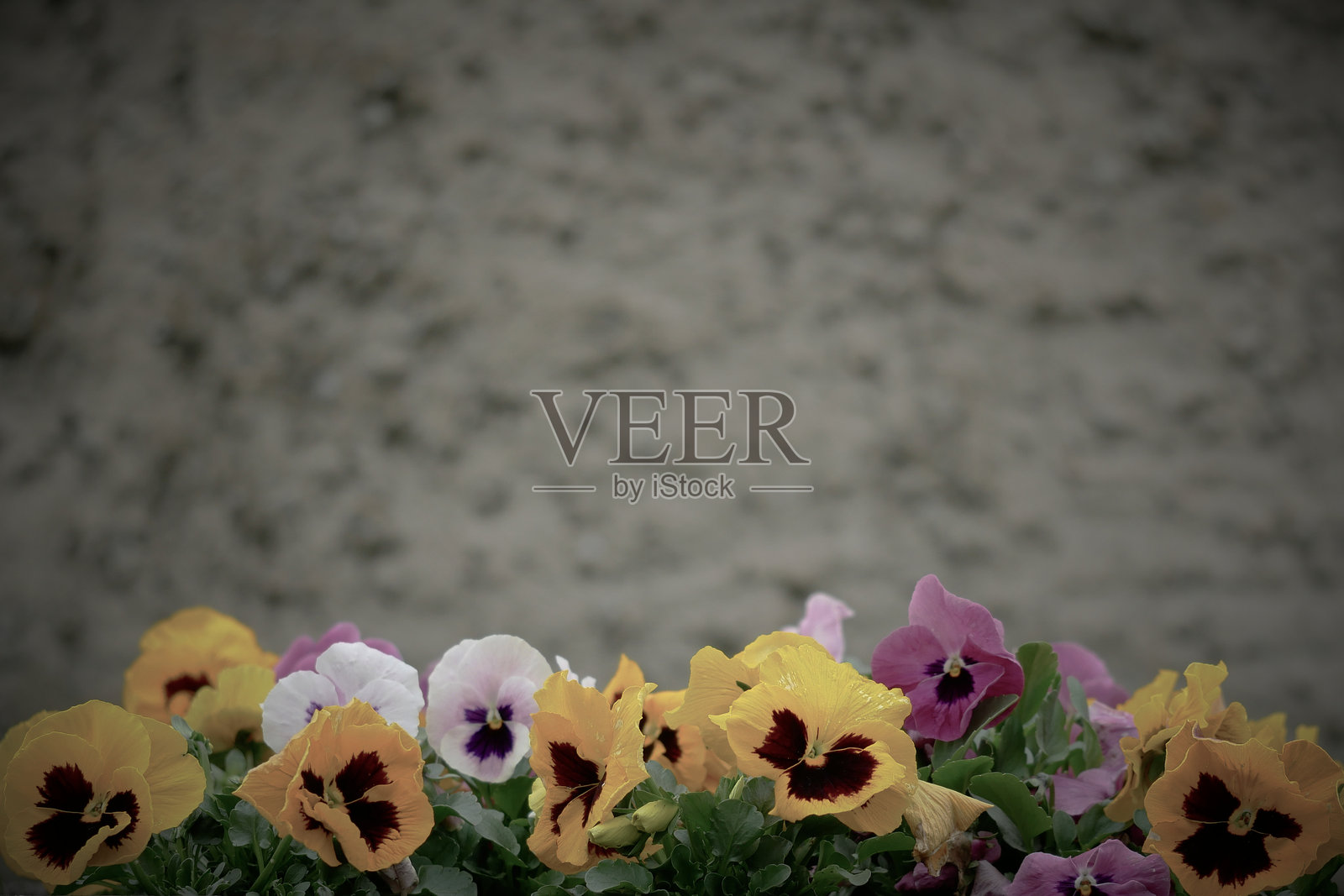 在灰色墙壁前的混凝土花盆中盛开的五彩缤纷的报春花照片摄影图片