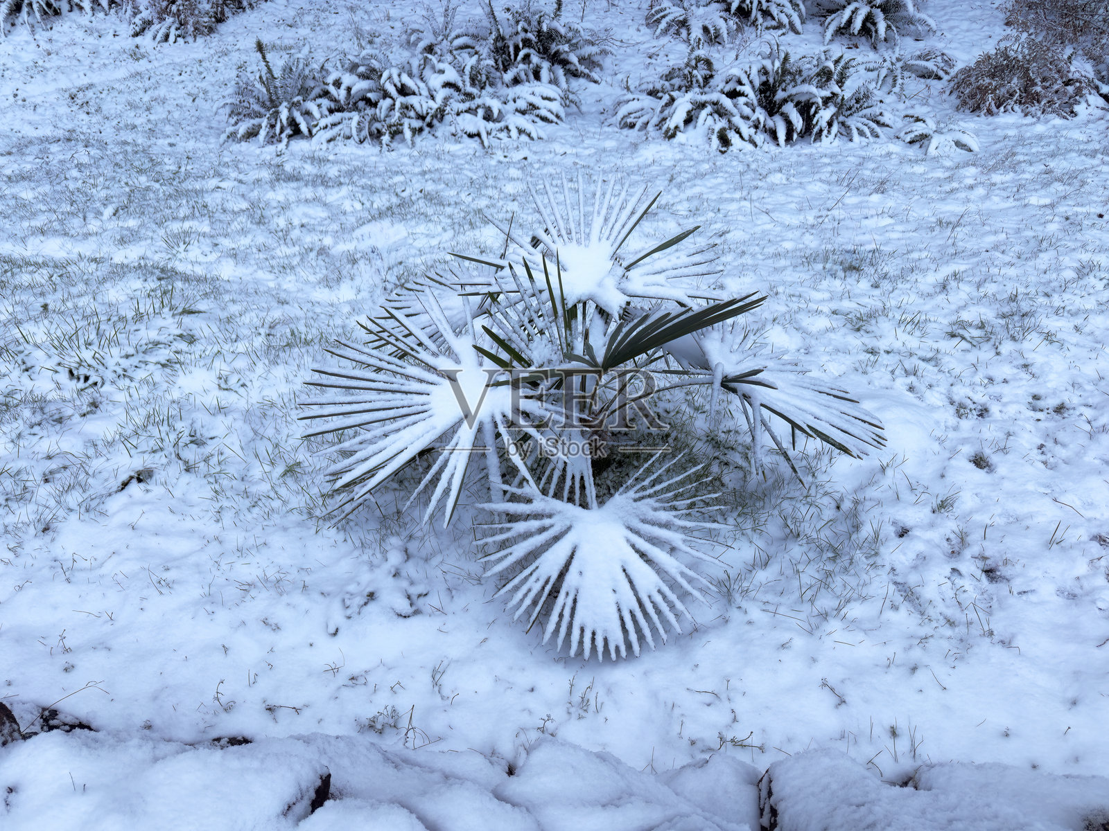 后院的户外风车棕榈树在冬季被雪覆盖照片摄影图片