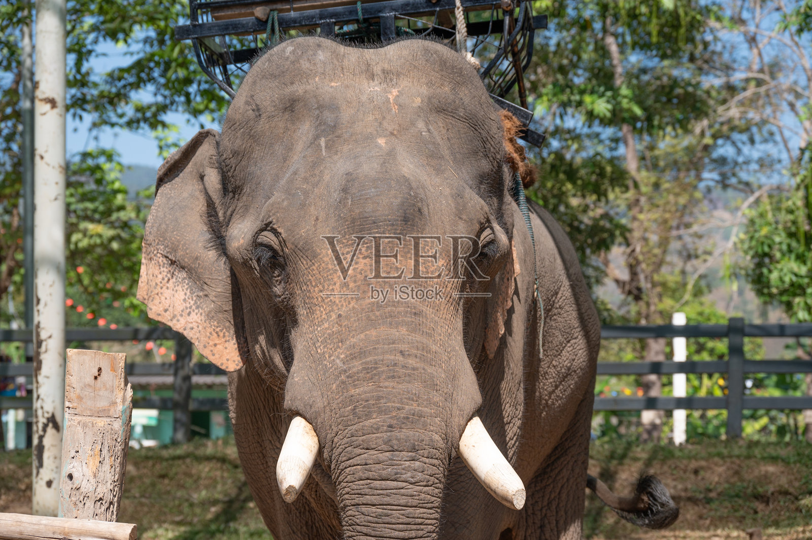 生活在泰国清莱省野生动物保护区的亚洲象（Elephas maximus）。照片摄影图片