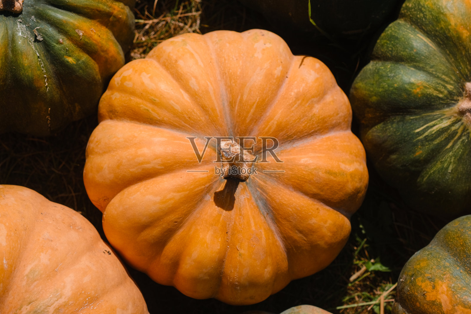 在丰收季节的乡村秋季农场环境中，鲜艳的橙色南瓜散落在地面上。照片摄影图片