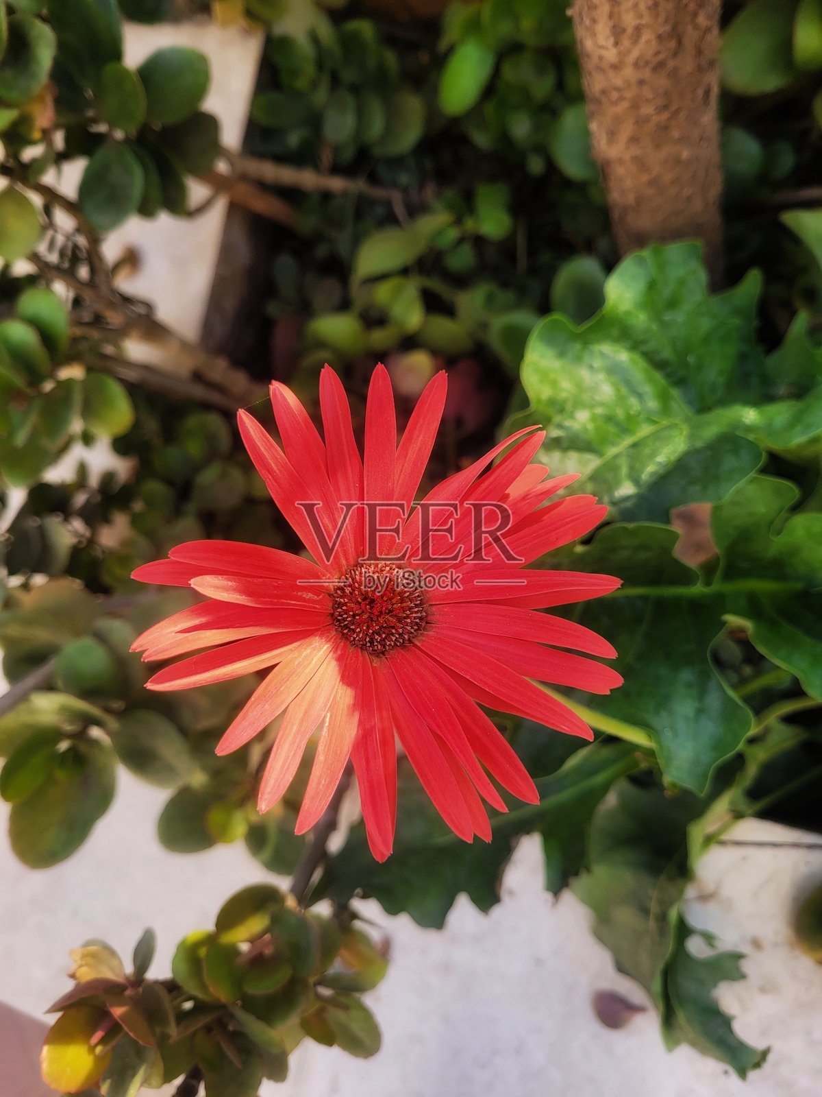 阳光明媚的日子里，花朵在花园中绽放的特写镜头照片摄影图片