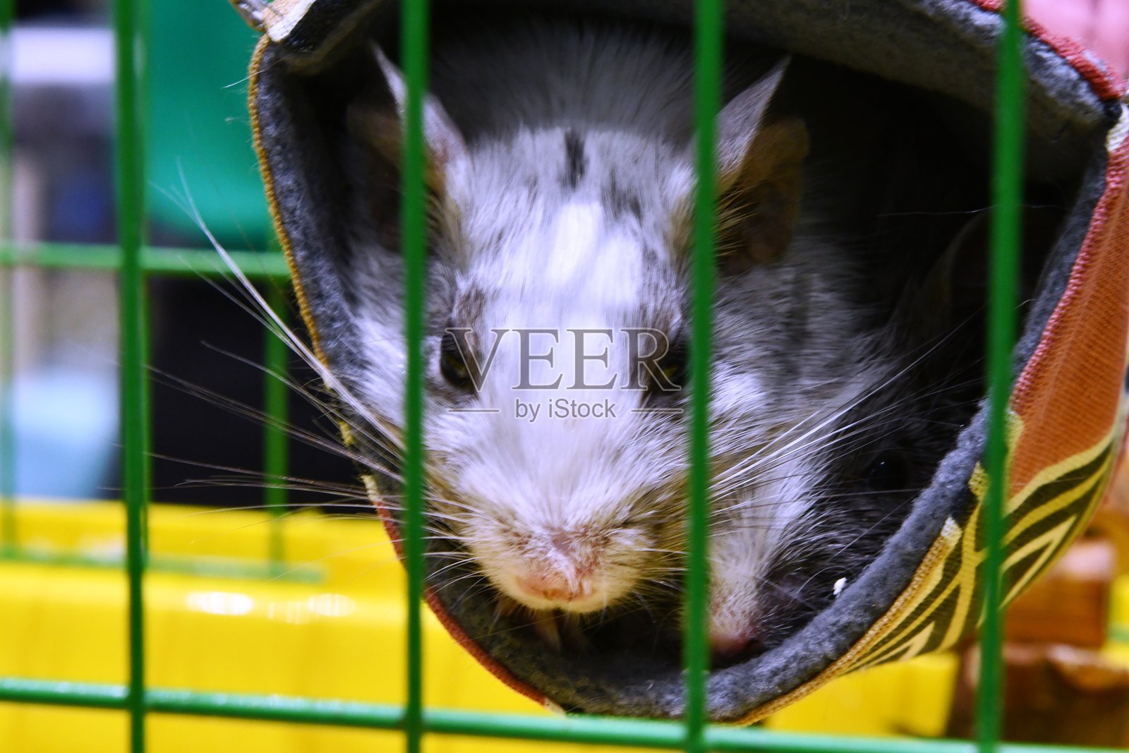 智利松鼠照片摄影图片