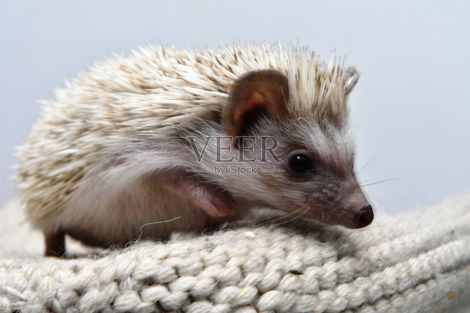 异国情调的刺猬照片摄影图片