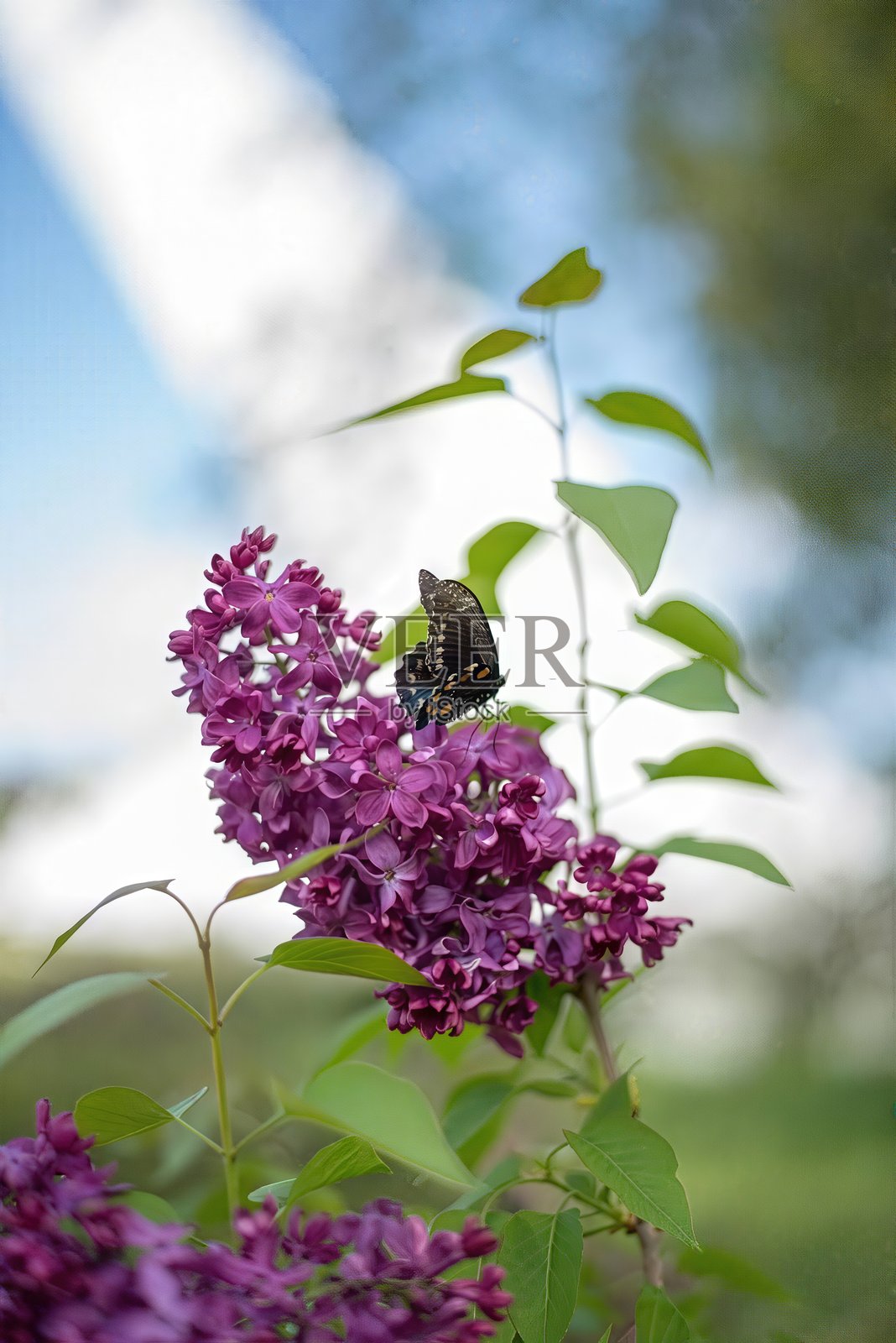 蝴蝶与紫丁香照片摄影图片