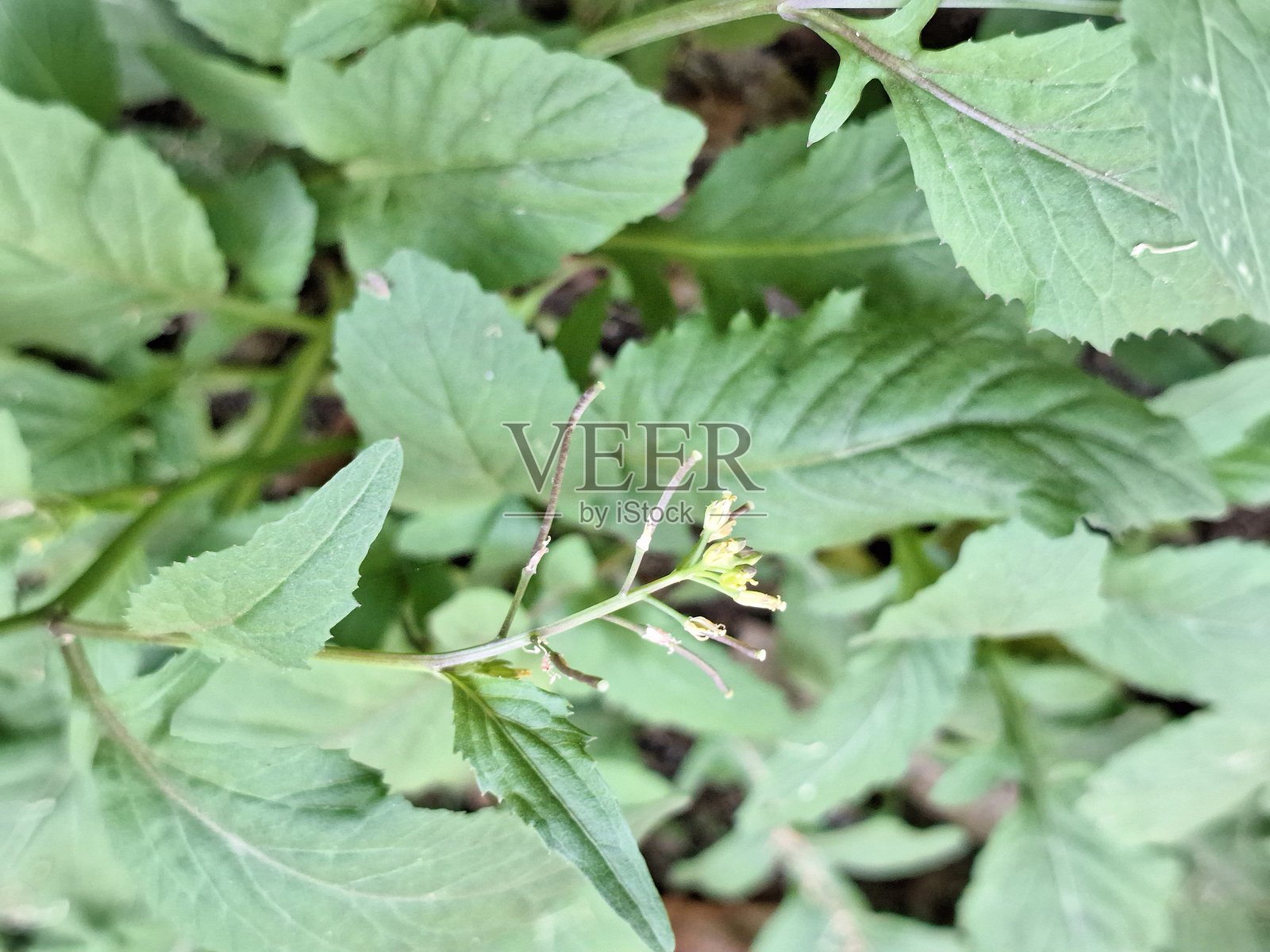 印度水芹，变叶黄芹，野生芥菜，印度田水芹，植物，花朵照片摄影图片