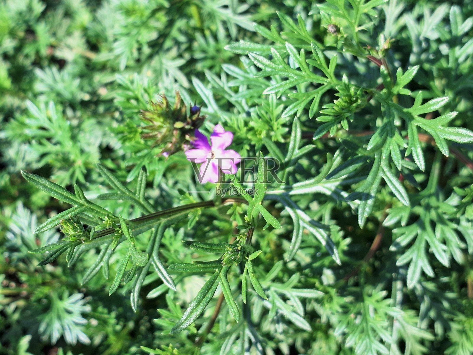 南美假马鞭草、紫色马鞭草、贾姆巴拉马鞭草、药用马鞭草、细叶马鞭草照片摄影图片