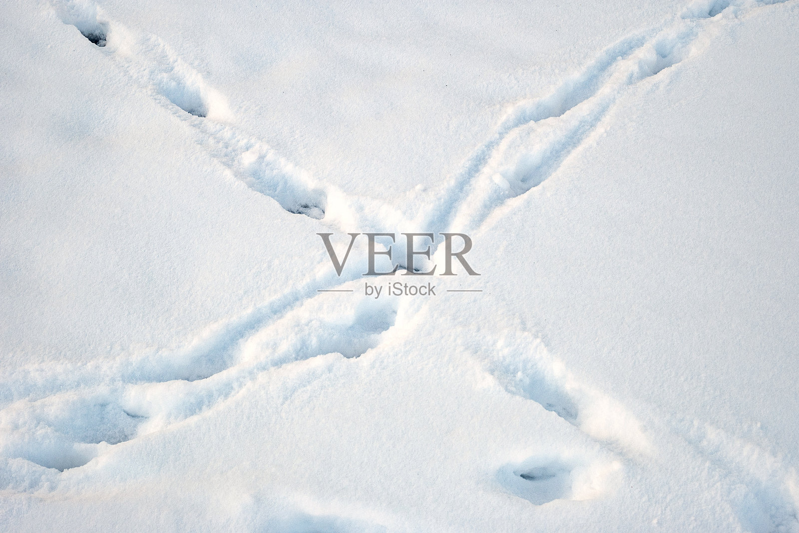 雪地上的动物足迹照片摄影图片
