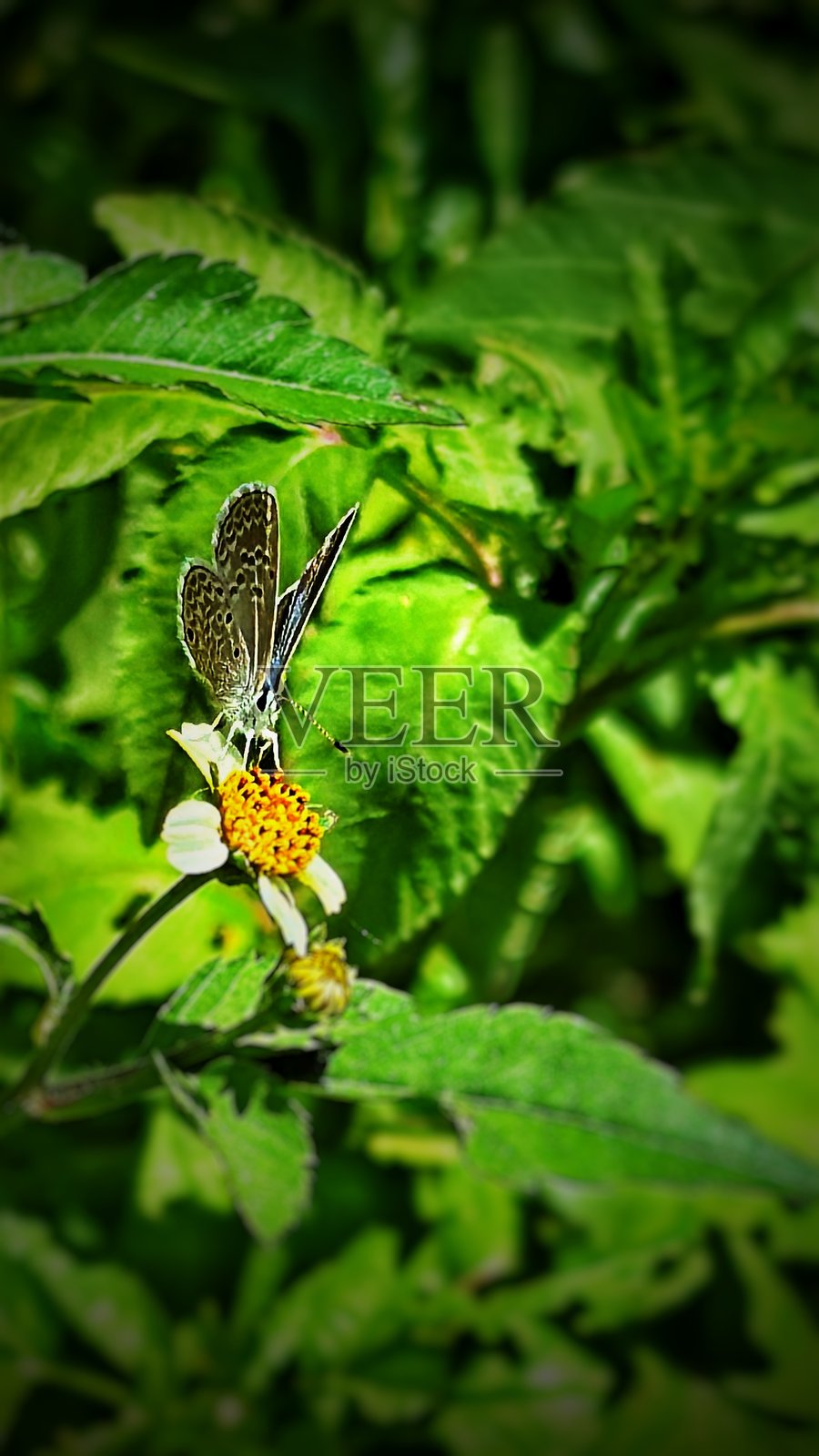 蓝色蝴蝶照片摄影图片