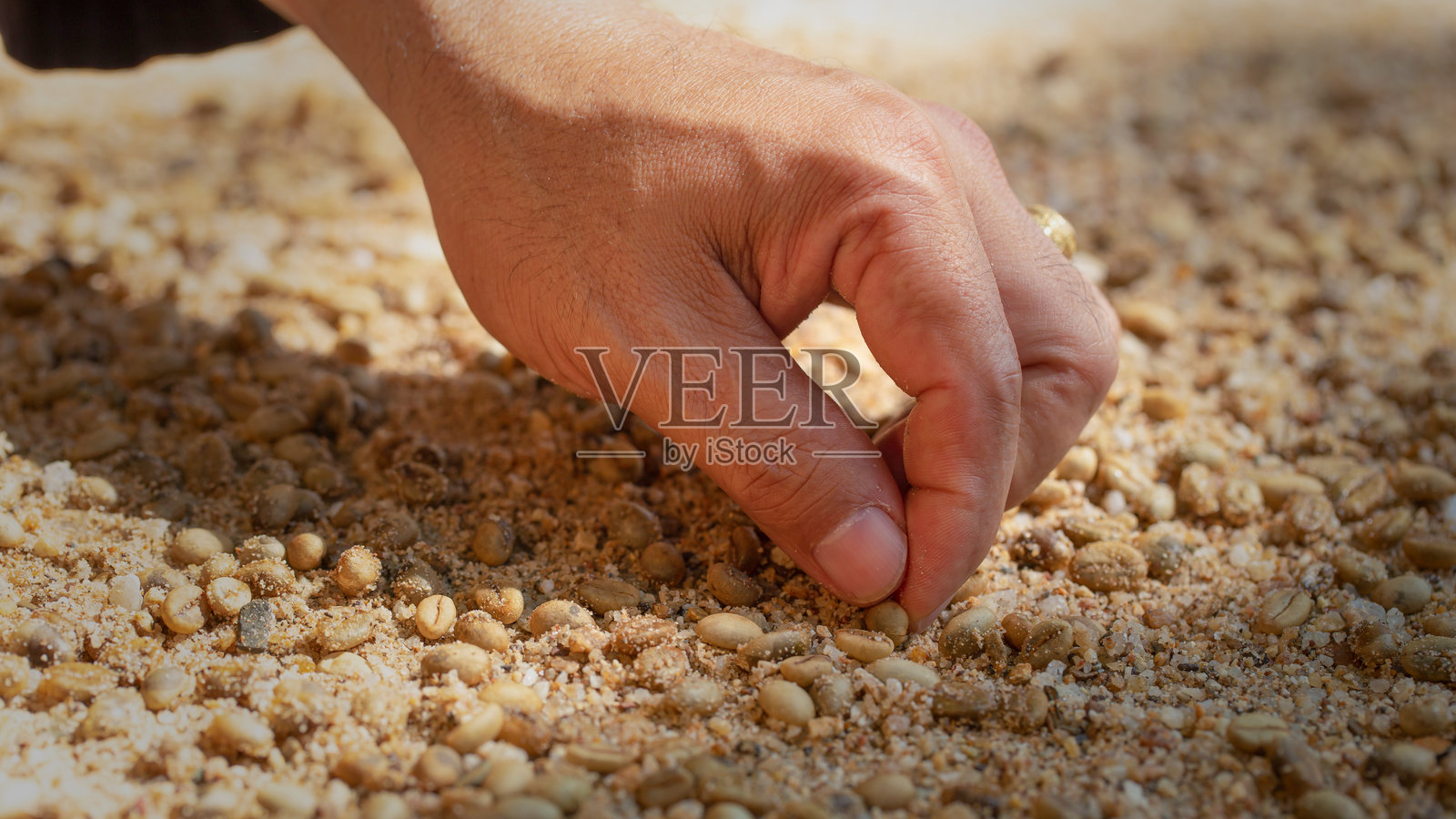 农民的手在土壤中播种，手在花园的播种土壤中种植咖啡种子，隐喻园艺和农业的概念。照片摄影图片