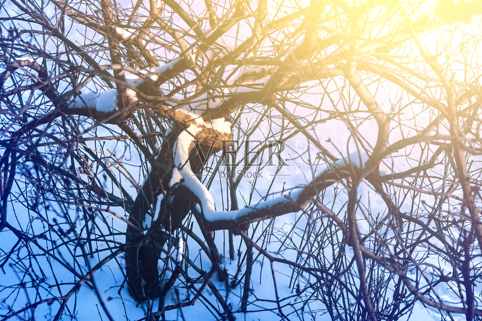 冬天被雪覆盖的紫丁香树枝照片摄影图片