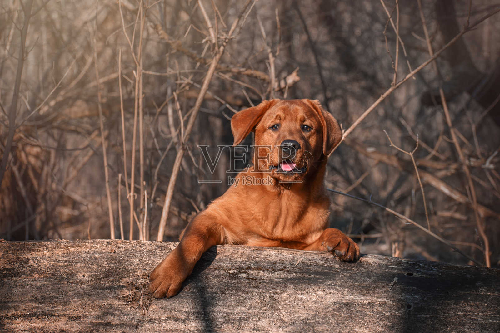 红色拉布拉多犬照片摄影图片