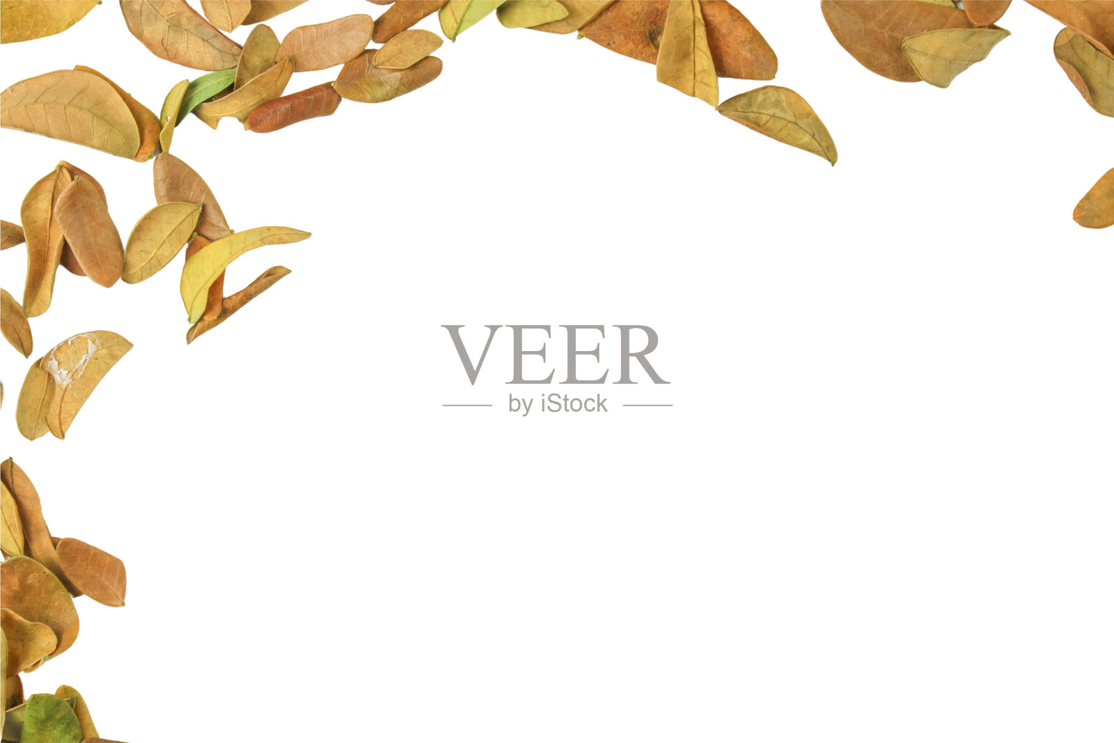 叶子纹理背景的剪切图，带有空白区域和白色背景上的剪切路径。非常适合图形设计、贺卡制作和自然主题的创意项目。照片摄影图片