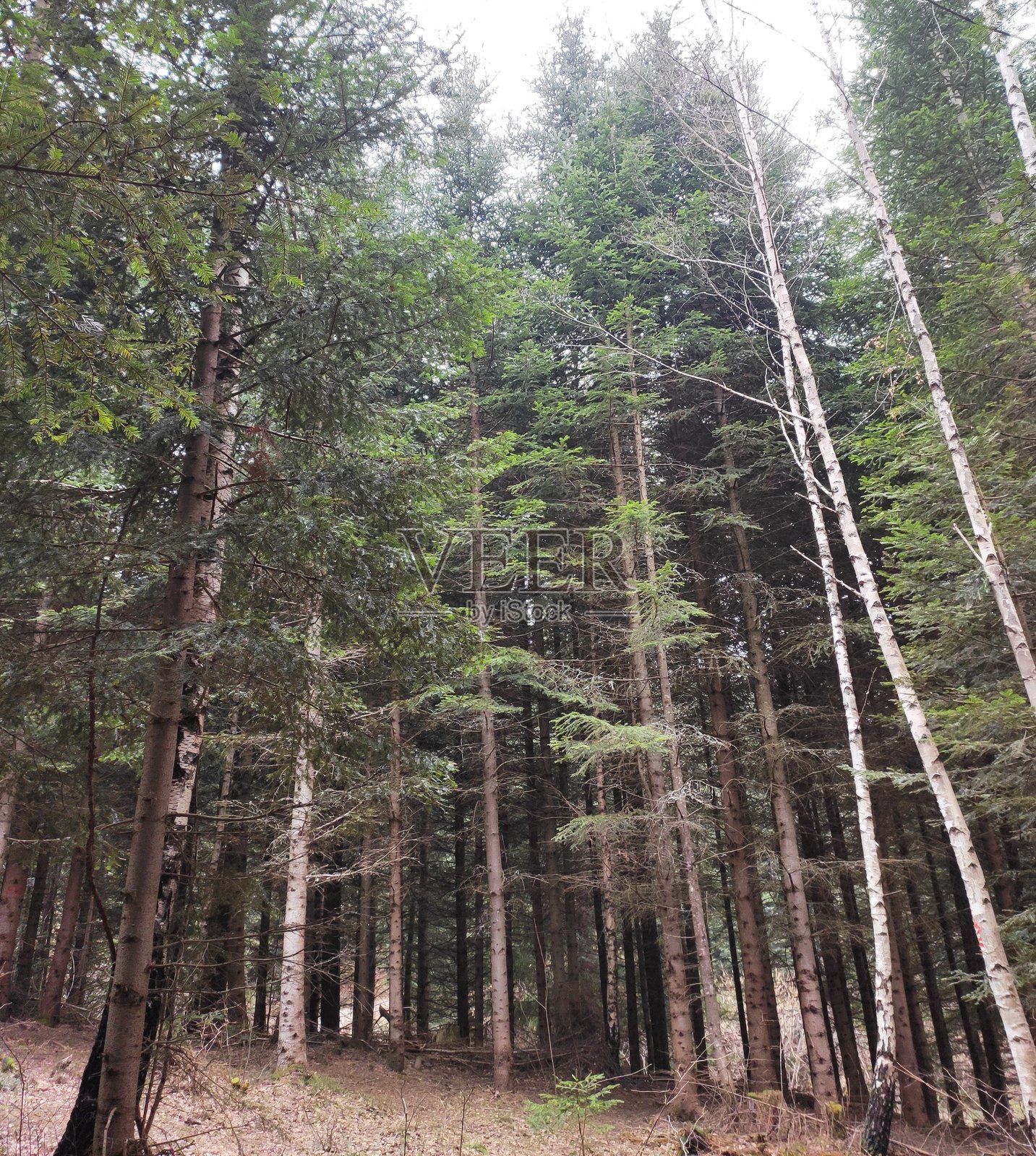 萨拉热窝的特雷贝维奇山照片摄影图片