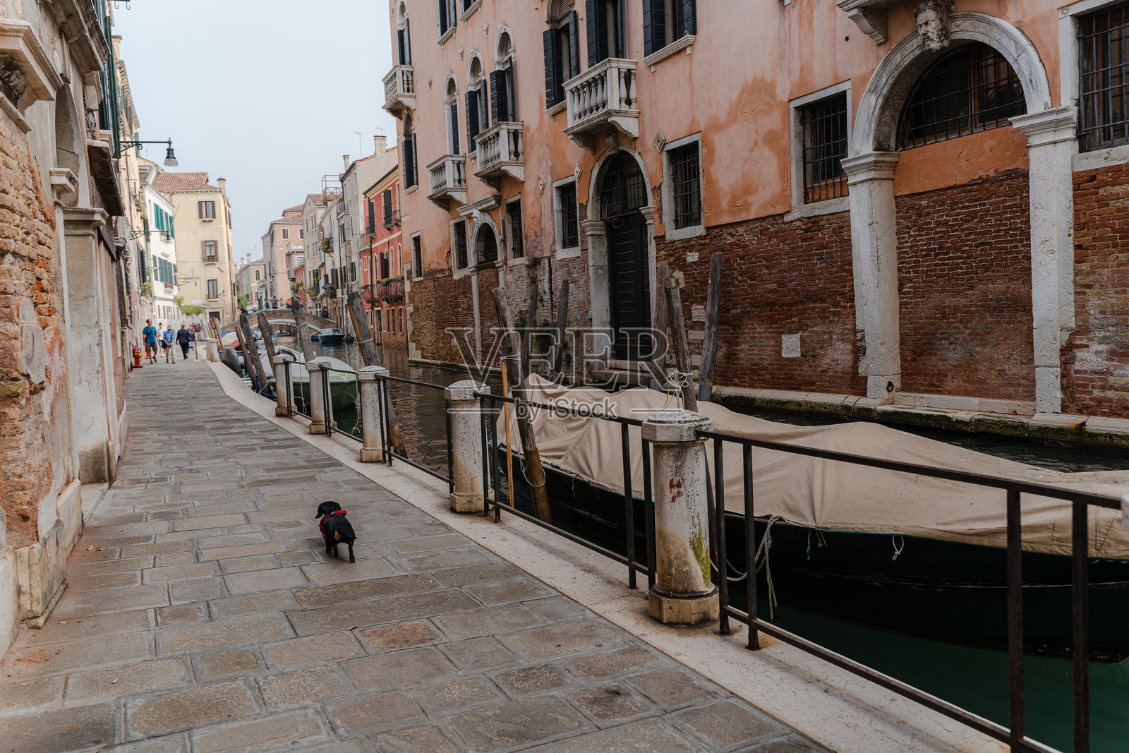 一只狗在威尼斯的运河旁奔跑。照片摄影图片