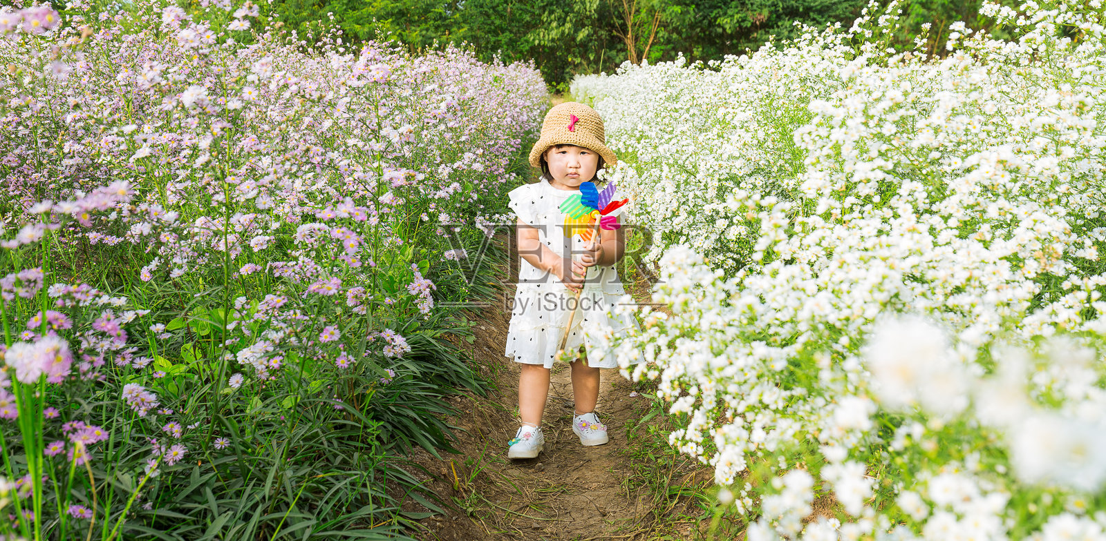快乐的小女孩在花园里站着，手里拿着一个玩具风车；亚洲小女孩在花田里奔跑，手里握着一个风车。照片摄影图片