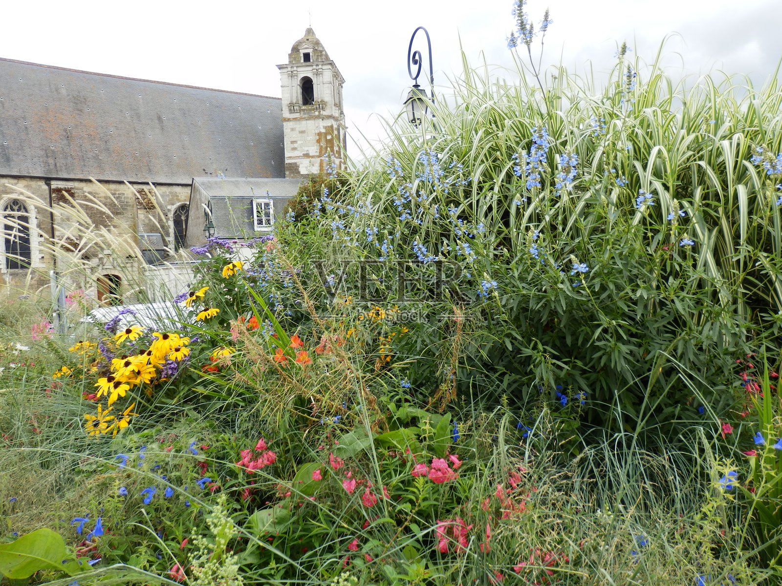 夏季的草原野花照片摄影图片