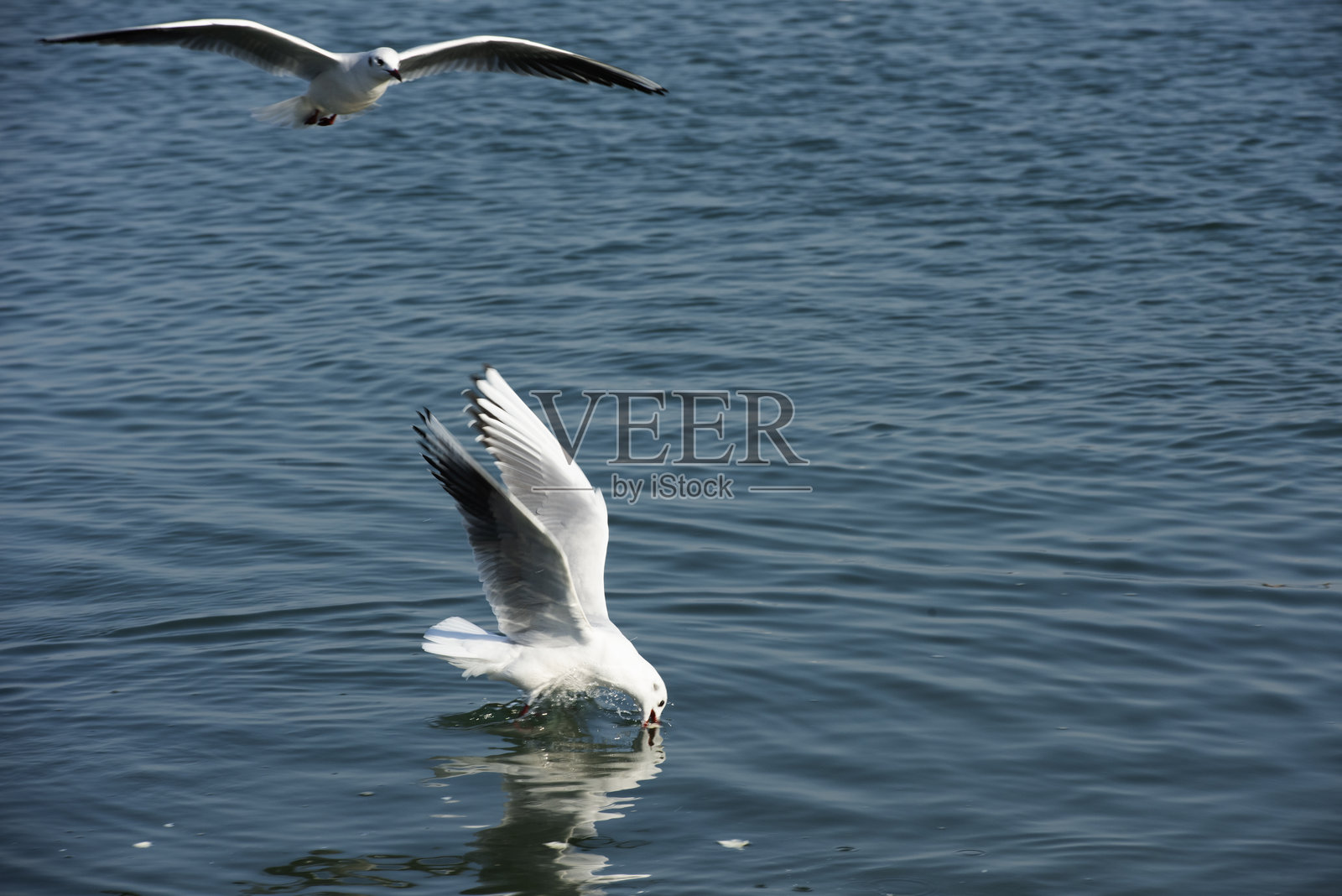 飞翔的海鸥照片摄影图片