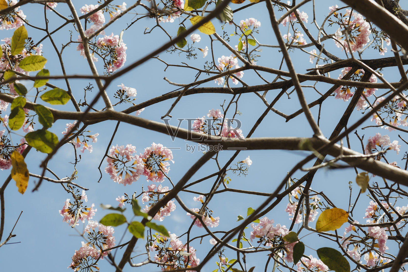 紫葳花盛开照片摄影图片