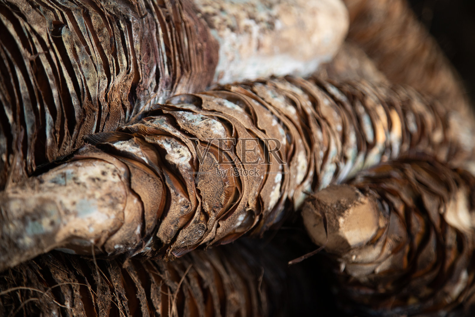 在墨西哥瓦哈卡的手工梅斯卡尔酒厂中烹饪的龙舌兰菠萝。照片摄影图片