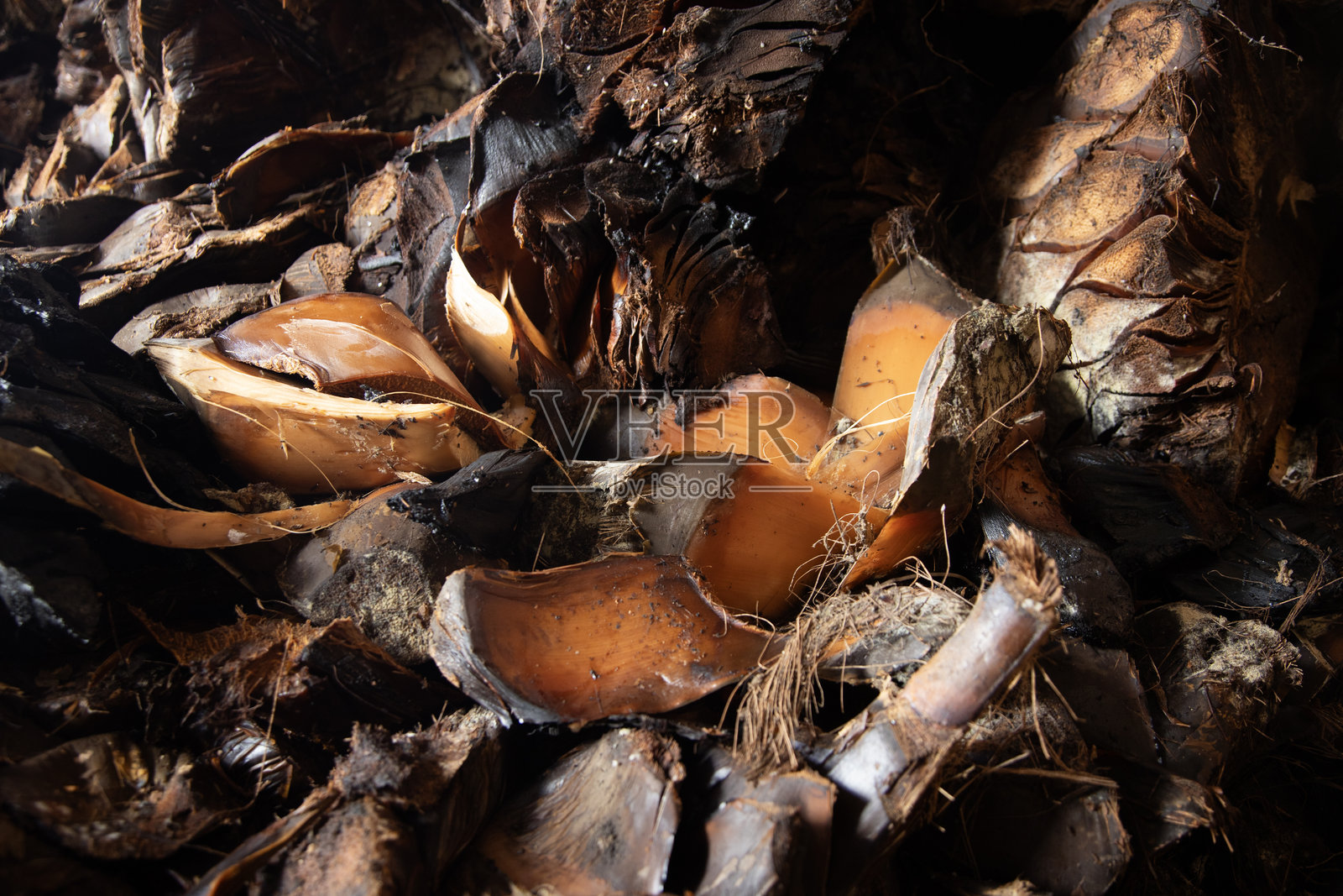 在墨西哥瓦哈卡的手工梅斯卡尔酒厂中烹饪的龙舌兰菠萝。照片摄影图片