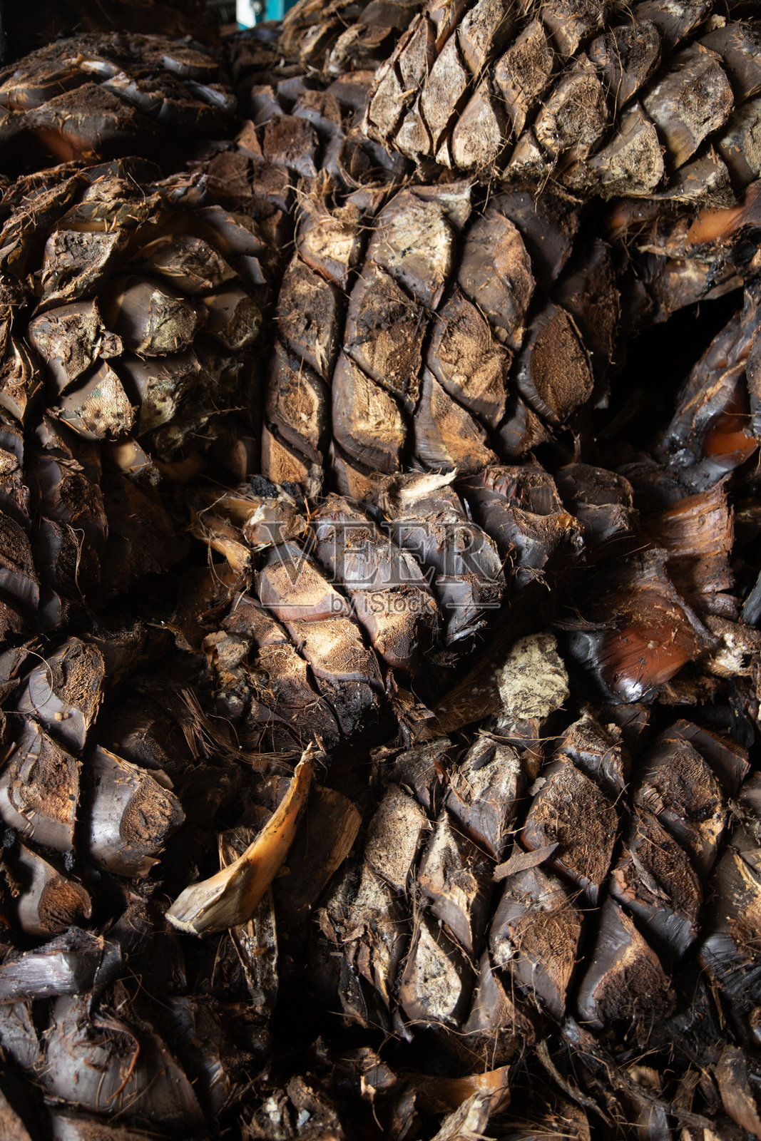 在墨西哥瓦哈卡的手工梅斯卡尔酒厂中烹饪的龙舌兰菠萝。照片摄影图片