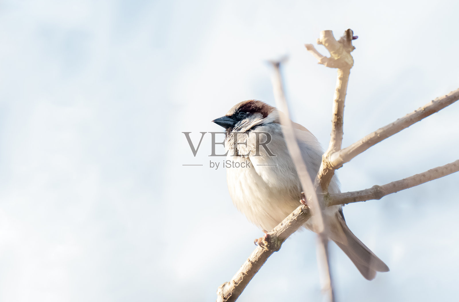 秋天阳光明媚的日子里，家麻雀站在树枝上，独自坐在棕色木枝上的鸣禽。照片摄影图片