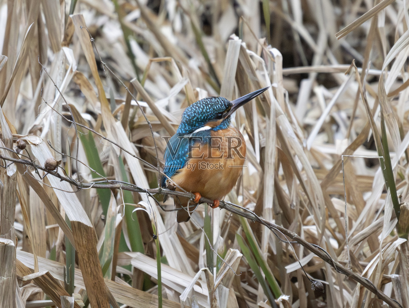 翠鸟照片摄影图片