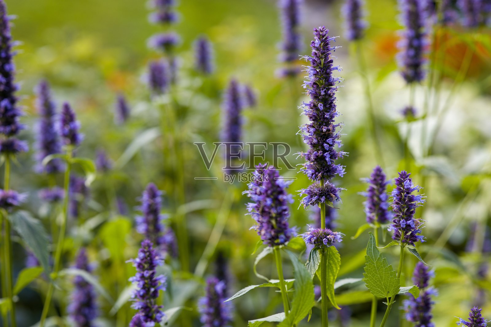 紫色的香蜂草花特写。独特花穗的详细视图。照片摄影图片