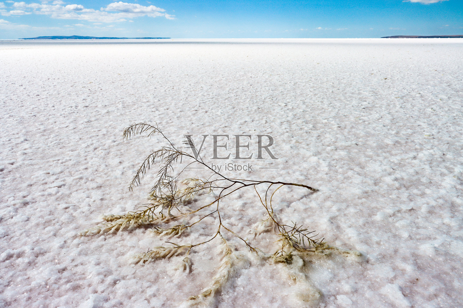 盐湖上的一片干灌木。气候变化，口渴，水危机，干旱的概念照片摄影图片