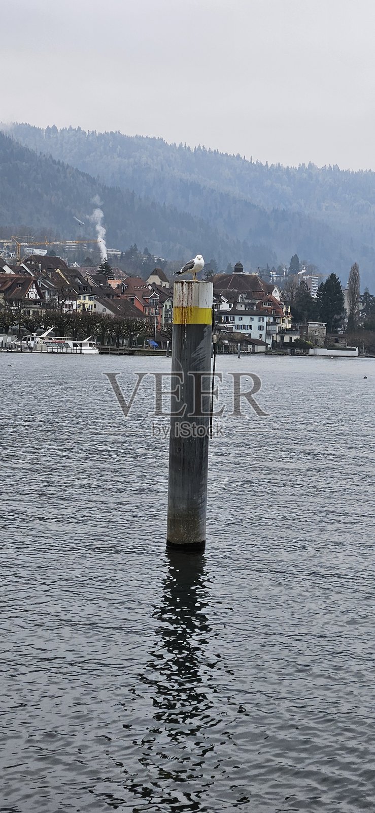 鸟类照片摄影图片