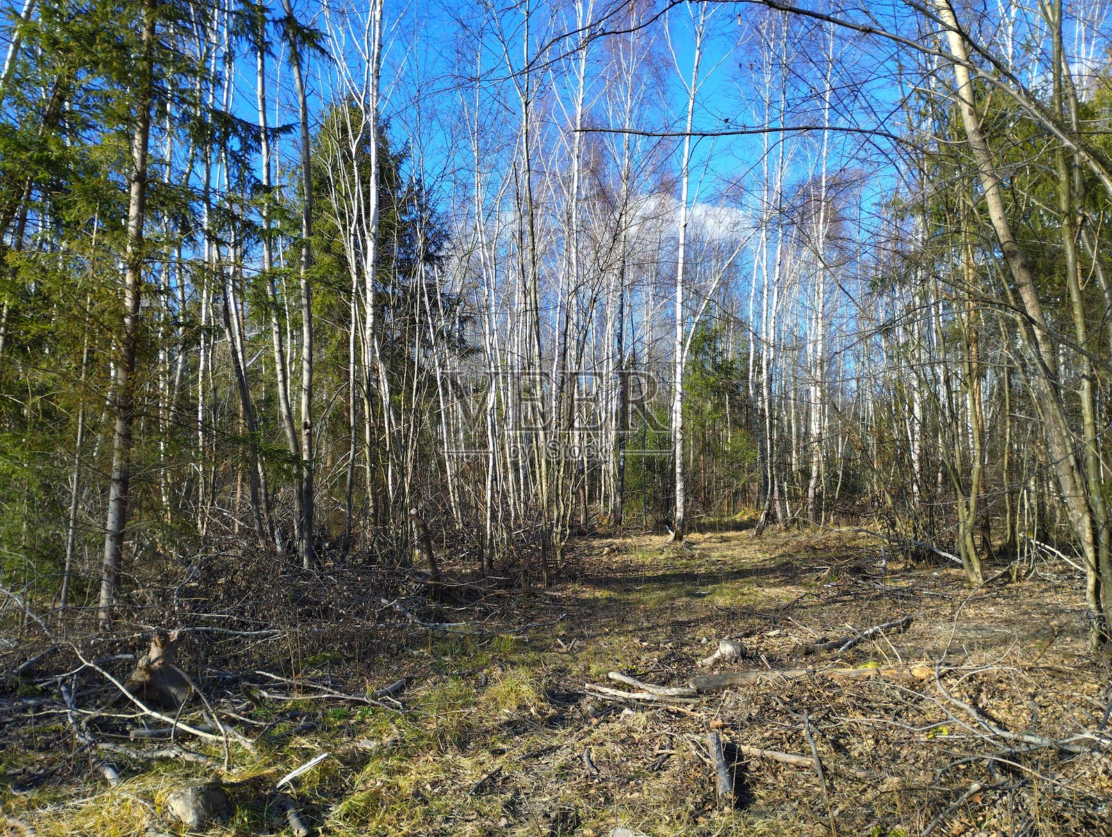 森林小屋。年轻森林中的空地。年轻白桦林中的自然景观，绿松树环绕。欧洲森林。照片摄影图片